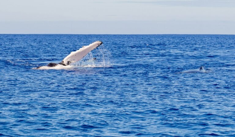 The fin of a humpback whale breaching the water.