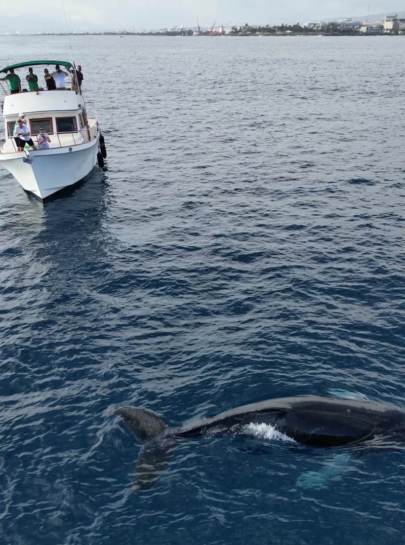 Whale Watching with Ocean Adventures Hawaiii