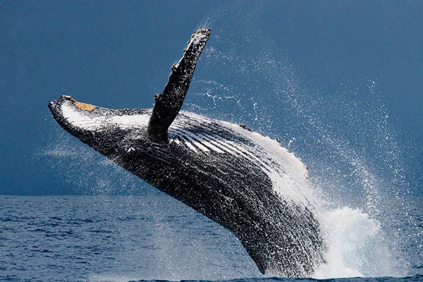 Whale Watching with Ocean Adventures Hawaii