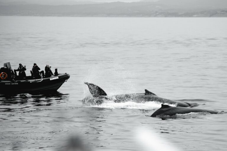 Read more about the article Whale Watching: A Family-Friendly Adventure