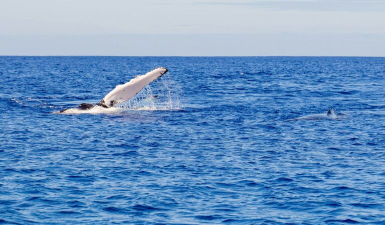 A humpback whale swimming in the blue ocean water, water spraying out of its blowhole.