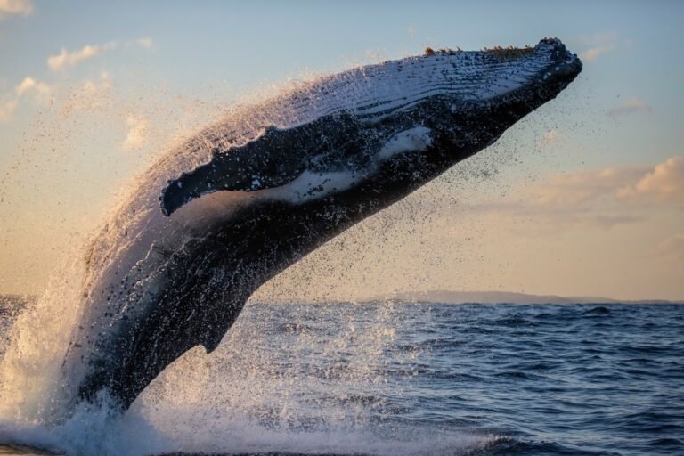 Read more about the article 10 Fascinating Facts About Humpback Whales