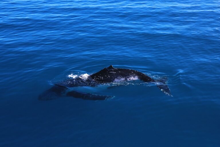 Humpback whale calf diving in deep blue waters.