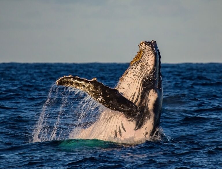 Read more about the article Capturing the Magic: Tips for Perfect Whale Watching Photos