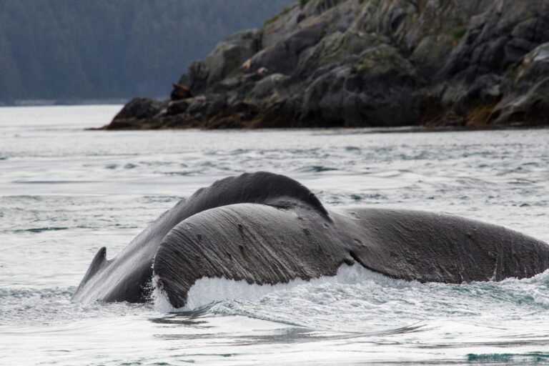 The tail of a humpback whale breaching the water.