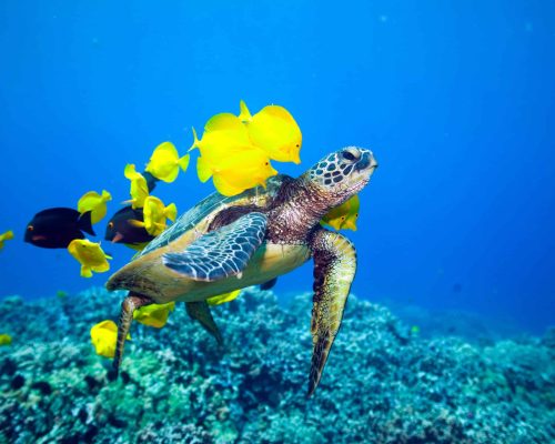 Clear tropical waters beneath the Kona Star